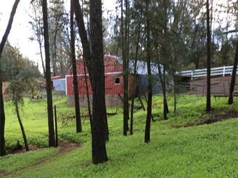 Bernese mountain dog ranch life barn