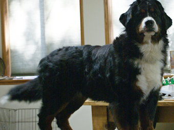 Sequoia Oaks Bernese Mountain Dog Boston