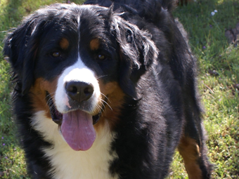 Sequoia Oaks Bernese Mountain Dog Chanel