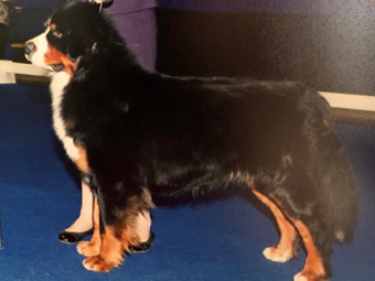 Sequoia Oaks Bernese Mountain Dog Colorado