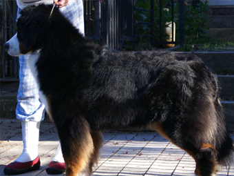 Sequoia Oaks Bernese Mountain Dog Gigi