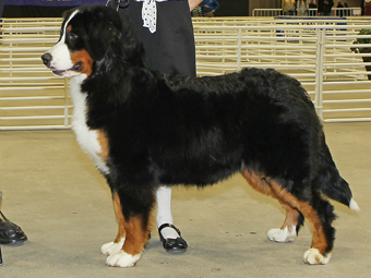 Sequoia Oaks Bernese Mountain Dog Hatti