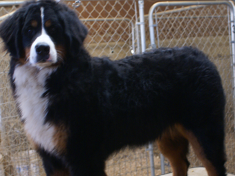 Sequoia Oaks Bernese Mountain Dog Jewells