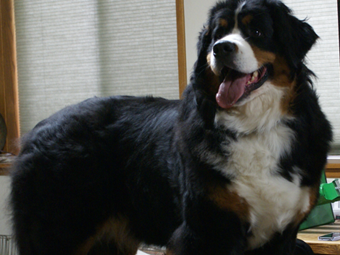 Sequoia Oaks Bernese Mountain Dog Pinnacle