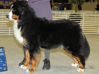 Sequoia Oaks Bernese Mountain Dog Rocky