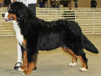 Sequoia Oaks Bernese Mountain Dog Utah