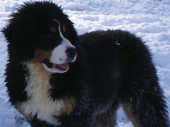 Sequoia Oaks Bernese Mountain Dog Willow