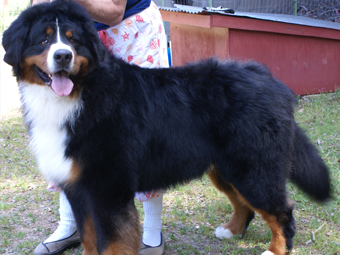 Sequoia Oaks Bernese Mountain Dog Yosemite